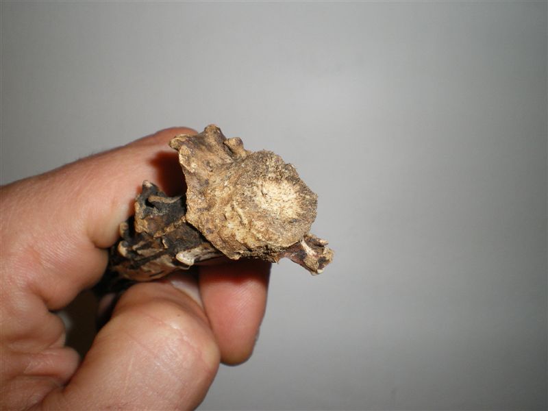palchi raccolti